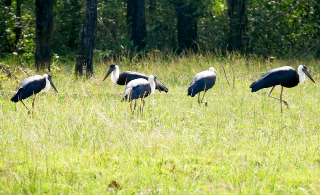 Rare woolly-necked storks spotted foraging in Vietnam - Ảnh 1.