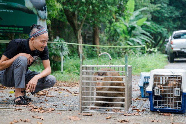 17 wild animals 'return home' to Phong Nha-Ke Bang forest - Ảnh 2.