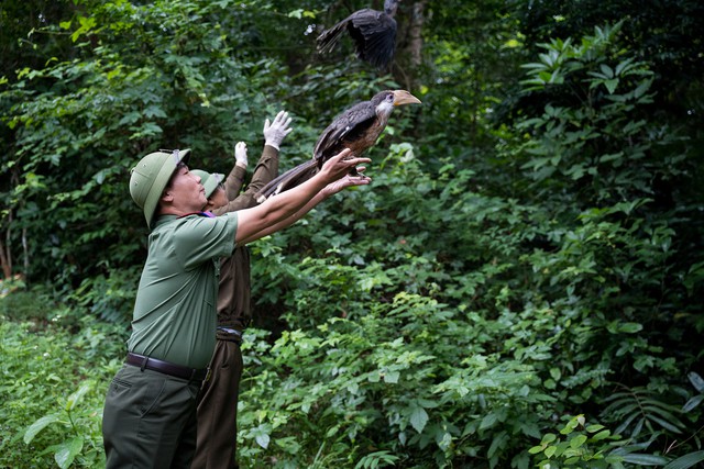 17 wild animals 'return home' to Phong Nha-Ke Bang forest - Ảnh 1.