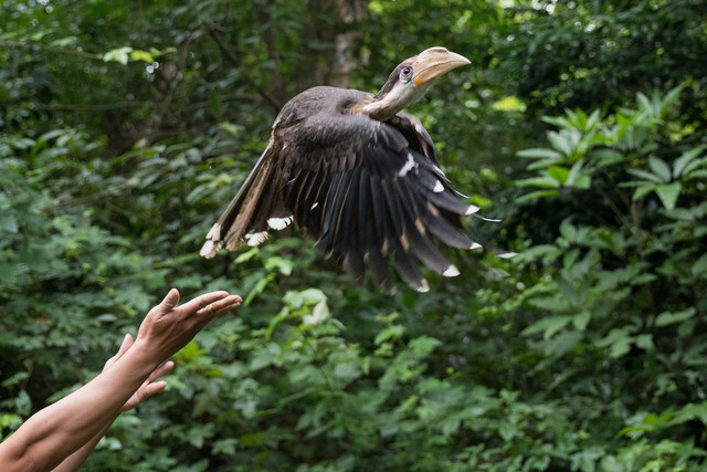 17 wild animals 'return home' to Phong Nha-Ke Bang forest - Ảnh 4.