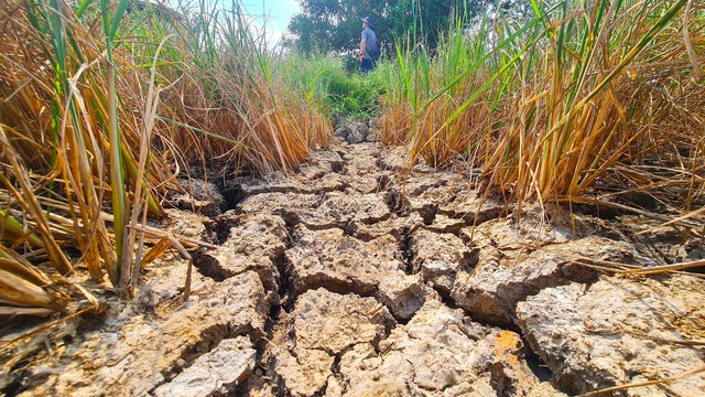 85,800 hectares of Mekong Delta rice at risk as El Nino may surpass historic record- Ảnh 1.