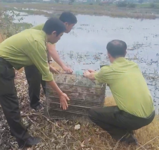 Ho Chi Minh City rangers seize 13 invasive red-eared slider turtles at shops selling animals for release- Ảnh 1.