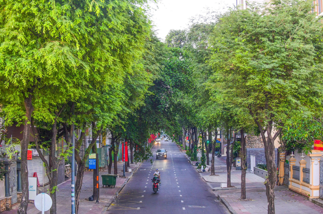 Green city does not mean saving every tree: Vietnamese expert- Ảnh 1.