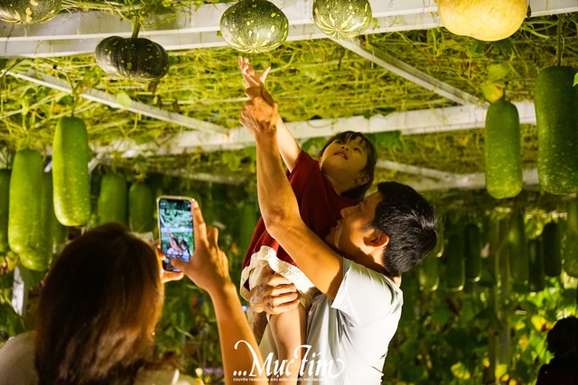 Ngựa đỏ tung vó, ngựa kéo xe hoa tại Đắk Lắk hút khách tham quan- Ảnh 4.