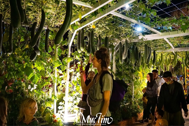 Ngựa đỏ tung vó, ngựa kéo xe hoa tại Đắk Lắk hút khách tham quan- Ảnh 10.