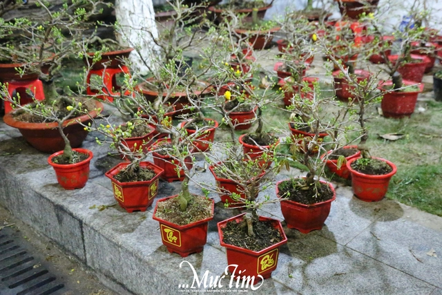 Chợ hoa giáp Tết Cần Thơ: Giá cả ổn định, tấp nập người ghé mua- Ảnh 3.