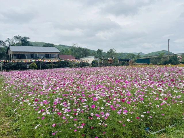 Gợi ý các địa điểm du xuân Tết Bính Ngọ tại Quảng Trị   - Ảnh 9.