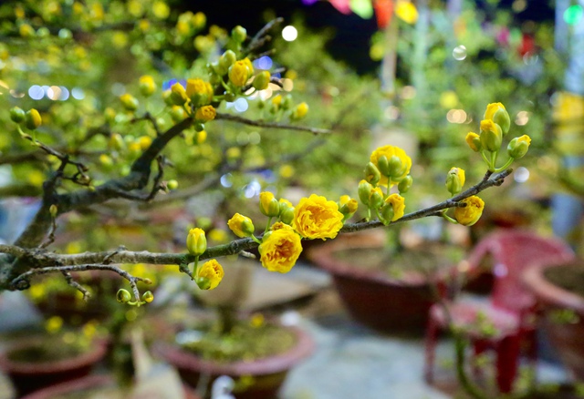 Bài tham dự sân chơi viết Chuyến xe mùa xuân: Những miền quê gần lại- Ảnh 1.