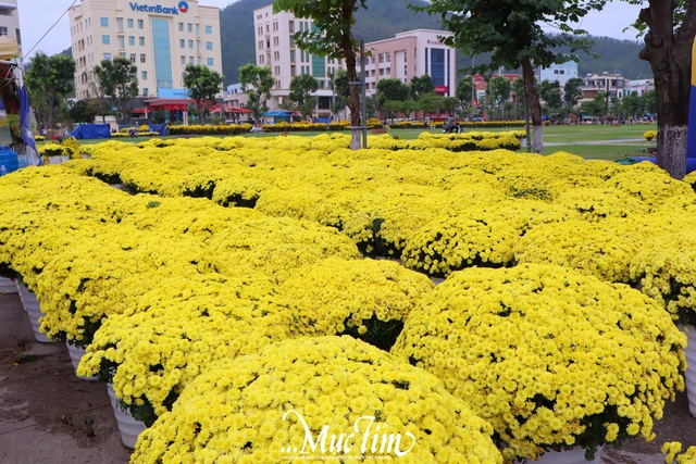 Dạo đường hoa Nguyễn Tất Thành (Gia Lai) ngày 29 Tết- Ảnh 2.