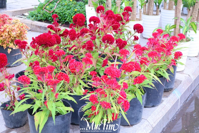 Dạo đường hoa Nguyễn Tất Thành (Gia Lai) ngày 29 Tết- Ảnh 3.