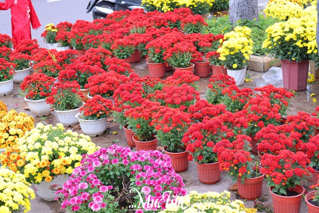 Dạo đường hoa Nguyễn Tất Thành (Gia Lai) ngày 29 Tết- Ảnh 4.