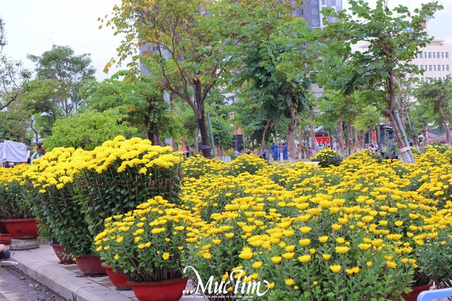 Dạo đường hoa Nguyễn Tất Thành (Gia Lai) ngày 29 Tết- Ảnh 5.