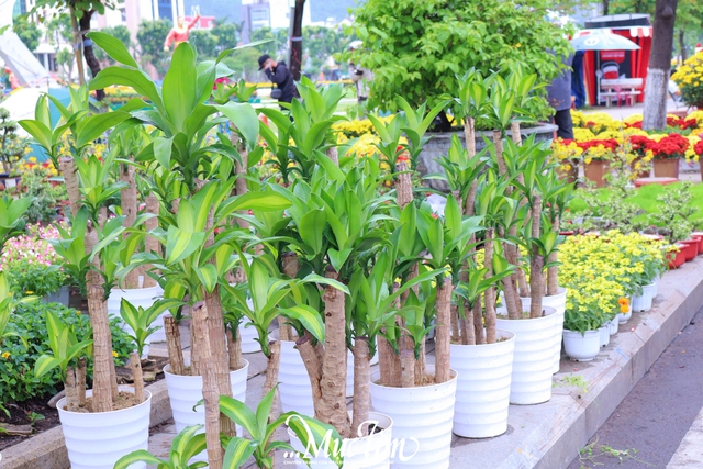 Dạo đường hoa Nguyễn Tất Thành (Gia Lai) ngày 29 Tết- Ảnh 10.