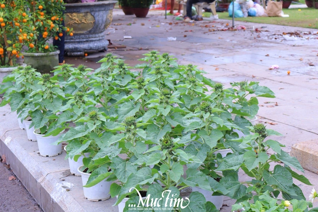 Dạo đường hoa Nguyễn Tất Thành (Gia Lai) ngày 29 Tết- Ảnh 11.