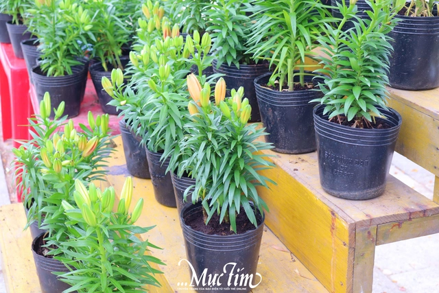 Dạo đường hoa Nguyễn Tất Thành (Gia Lai) ngày 29 Tết- Ảnh 12.