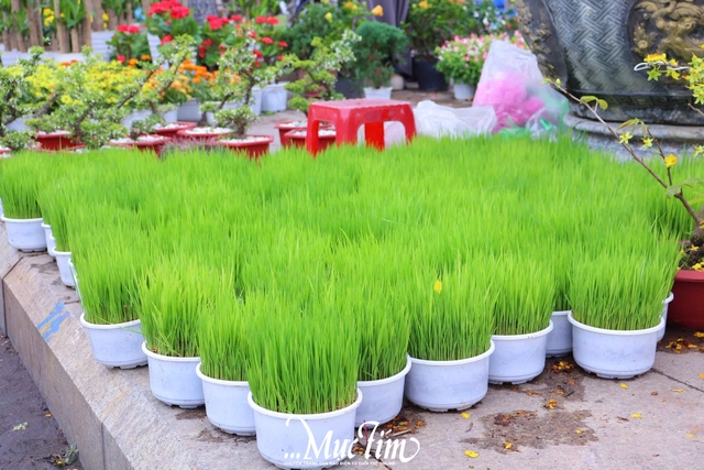 Dạo đường hoa Nguyễn Tất Thành (Gia Lai) ngày 29 Tết- Ảnh 13.