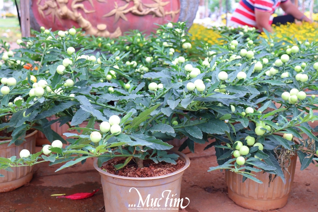 Dạo đường hoa Nguyễn Tất Thành (Gia Lai) ngày 29 Tết- Ảnh 9.