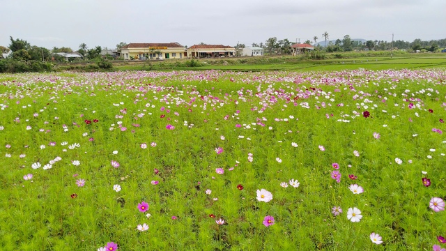 Gợi ý lịch trình du xuân tại Đắk Lắk dịp Tết Bính Ngọ 2026- Ảnh 6.
