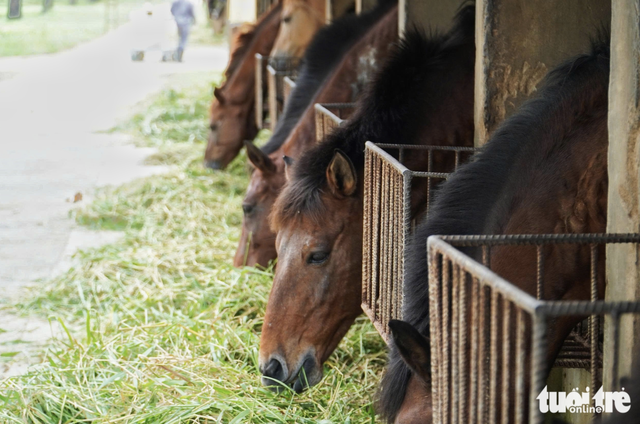 Silent saviors: how horses power life-saving serum production - Ảnh 3.