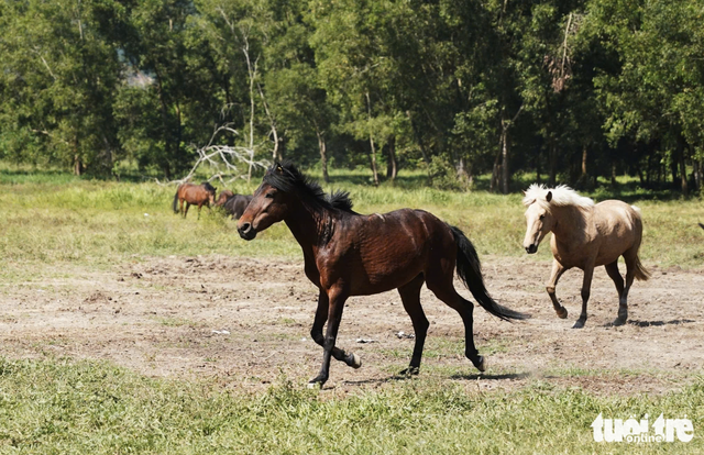 Silent saviors: how horses power life-saving serum production - Ảnh 4.