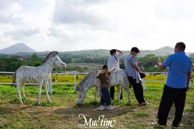 Cánh đồng hoa ở Đắk Lắk có gì khiến các 'nàng thơ' chen chúc check-in dịp Tết này?- Ảnh 8.