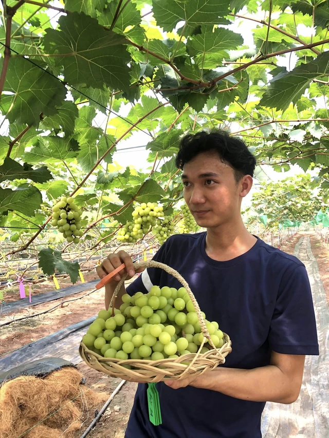 Check-in vườn nho ngón tay gây sốt dịp Tết ở Vĩnh Long- Ảnh 1.