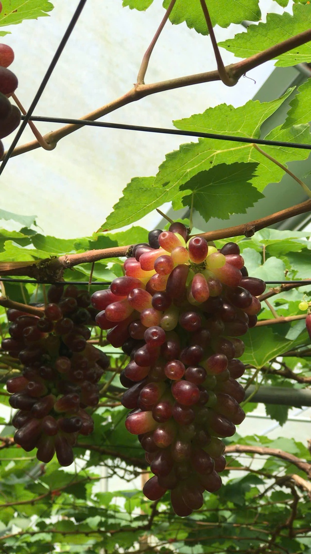 Check-in vườn nho ngón tay gây sốt dịp Tết ở Vĩnh Long- Ảnh 2.