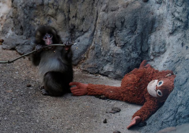 Abandoned baby monkey finds comfort in stuffed orangutan, charming zoo visitors - Ảnh 2. Abandoned baby monkey finds comfort in stuffed orangutan, charming zoo visitors - Ảnh 2.