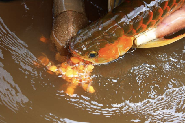 13 hospitalized after suspected poisoning from ornamental fish eggs in Vietnam- Ảnh 1.