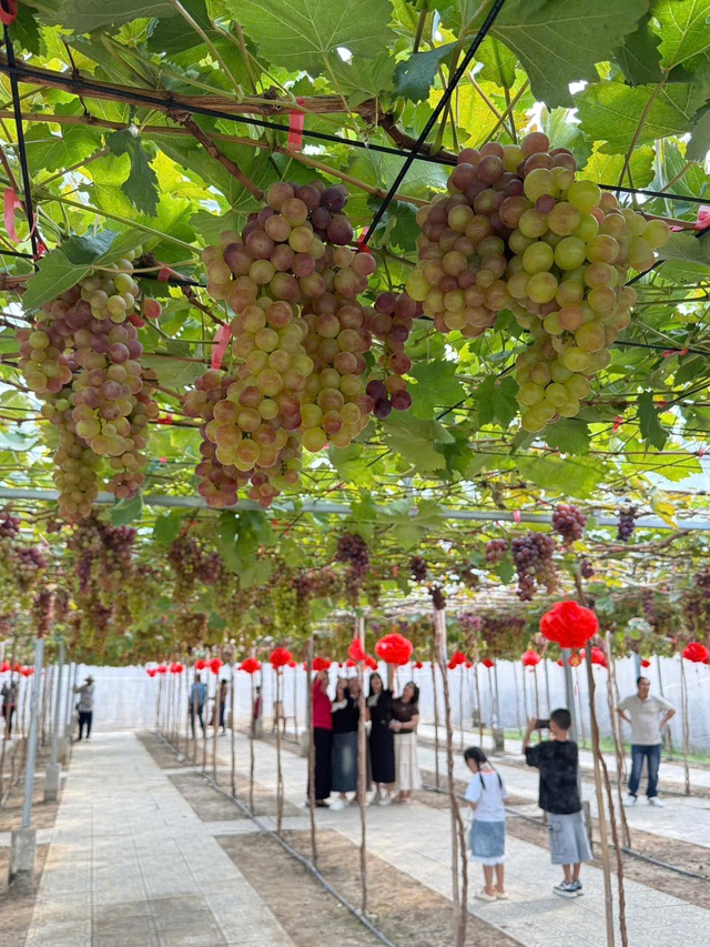 Ghé thăm vườn nho 2.000m² trĩu quả tại Cần Thơ- Ảnh 1.