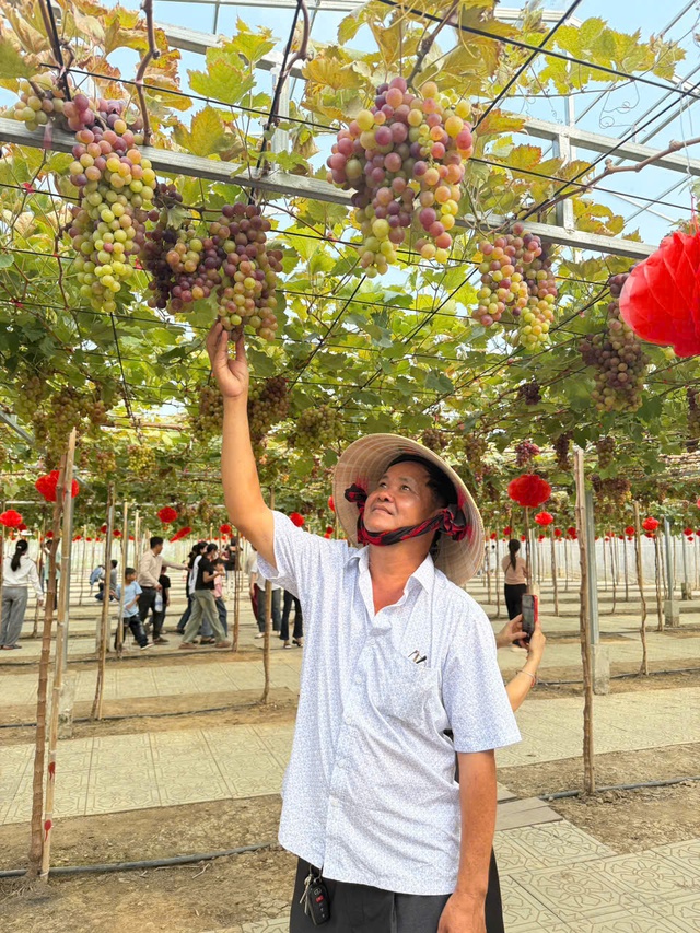 Ghé thăm vườn nho 2.000m² trĩu quả tại Cần Thơ- Ảnh 3.