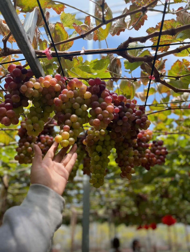 Ghé thăm vườn nho 2.000m² trĩu quả tại Cần Thơ- Ảnh 4.