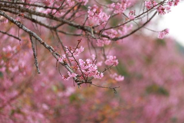 Bài tham dự sân chơi viết Chuyến xe mùa xuân: Xuân trôi qua ô cửa kính- Ảnh 1.