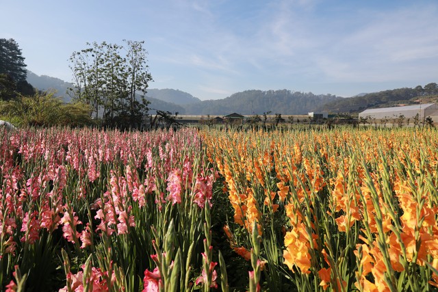 Cánh đồng hoa lay ơn Đà Lạt nở rộ, dân tình rủ nhau đến check-in- Ảnh 2.