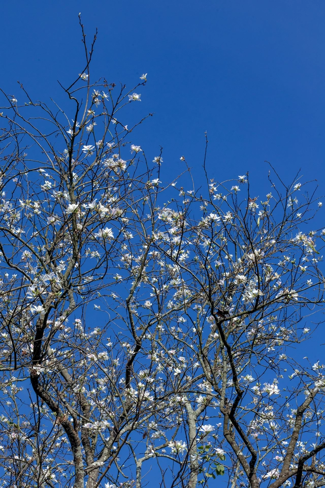 Cung đường hoa ban trắng ở Đà Lạt có gì khiến giới trẻ mê mẩn? - Ảnh 4.