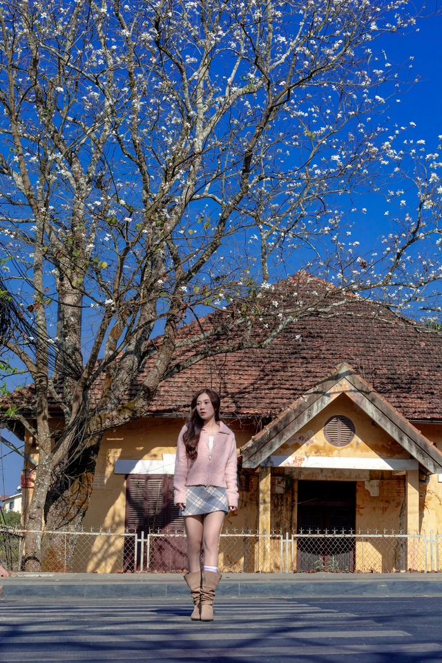 Cung đường hoa ban trắng ở Đà Lạt có gì khiến giới trẻ mê mẩn? - Ảnh 3.