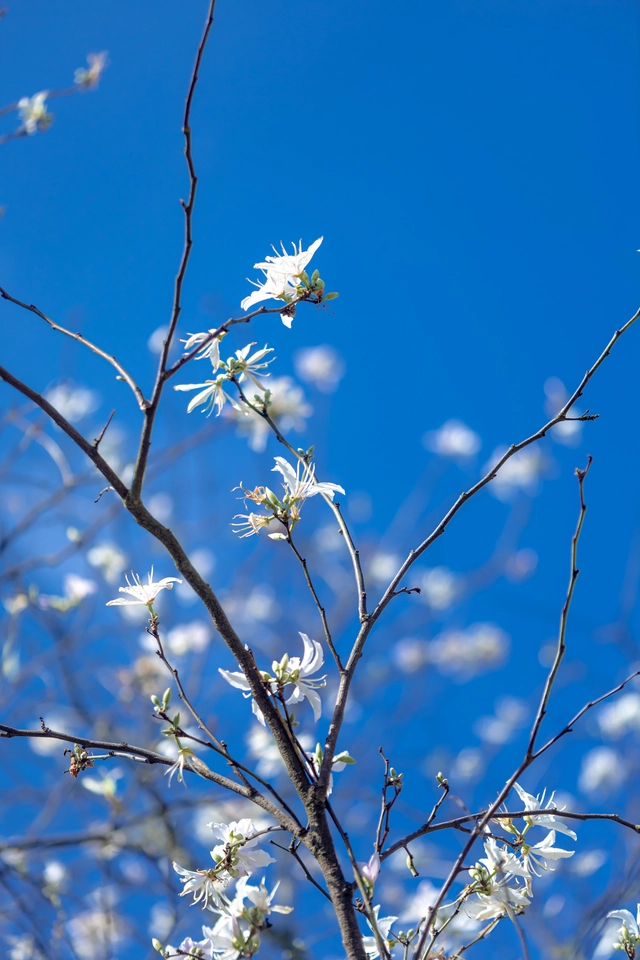 Cung đường hoa ban trắng ở Đà Lạt có gì khiến giới trẻ mê mẩn? - Ảnh 1.