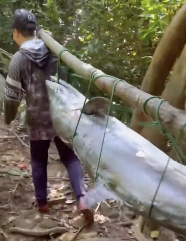 Amateur angler hooks 63kg mackerel in Da Nang - Ảnh 1.