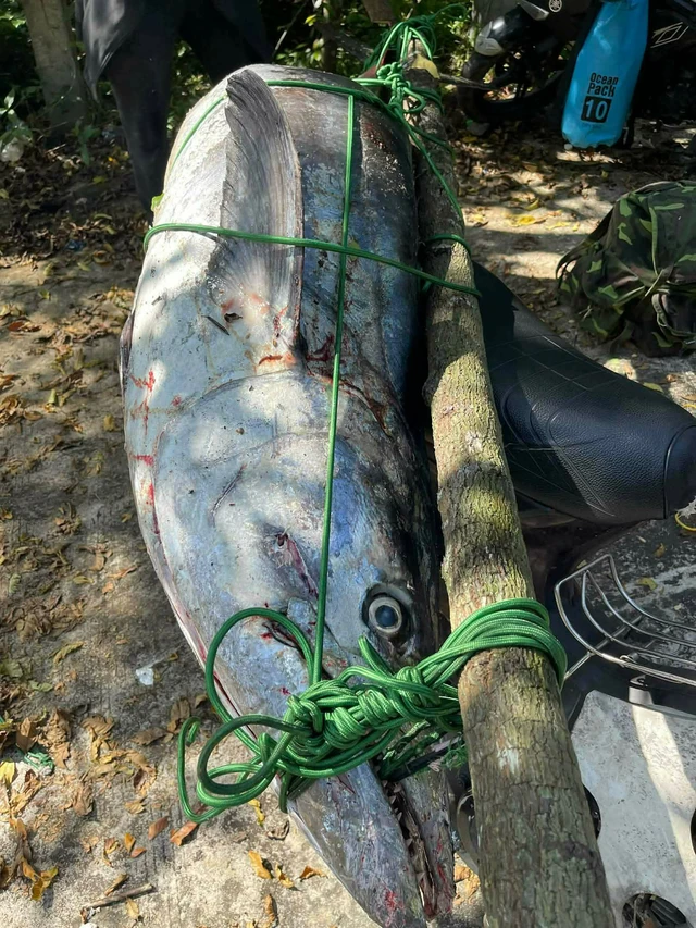 Amateur angler hooks 63kg mackerel in Da Nang - Ảnh 2.