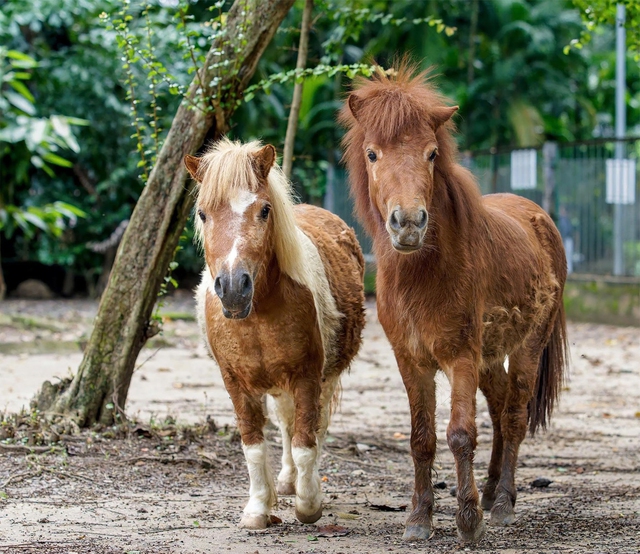 Ngày xuân nghe cư dân Thảo cầm viên chúc Tết - Ảnh 1.