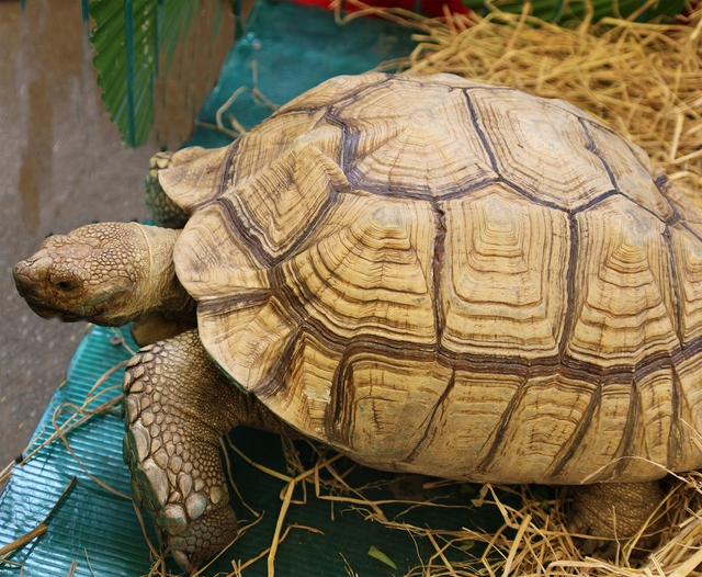 Ngày xuân nghe cư dân Thảo cầm viên chúc Tết - Ảnh 4.