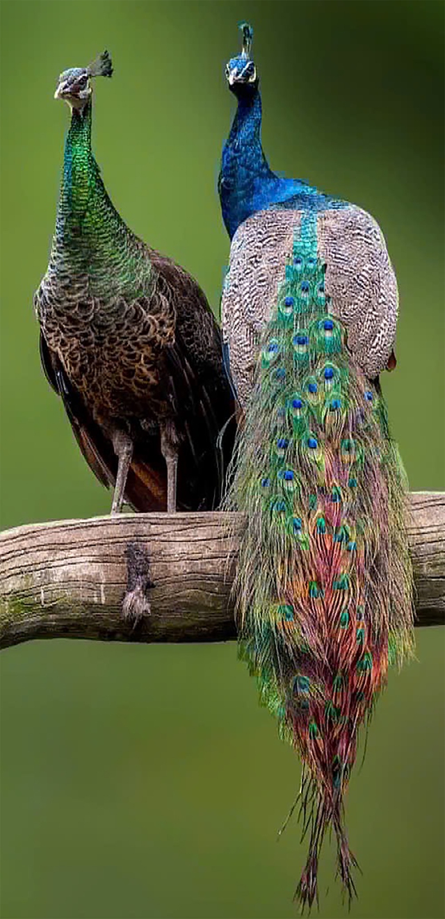 Ngày xuân nghe cư dân Thảo cầm viên chúc Tết - Ảnh 5.