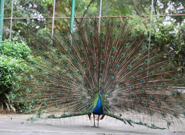 Ngày xuân nghe cư dân Thảo cầm viên chúc Tết - Ảnh 6.