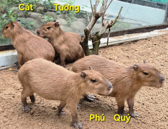 Ngày xuân nghe cư dân Thảo cầm viên chúc Tết - Ảnh 7.