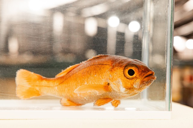 Kindai University successfully farms blackthroat seaperch- Ảnh 1.