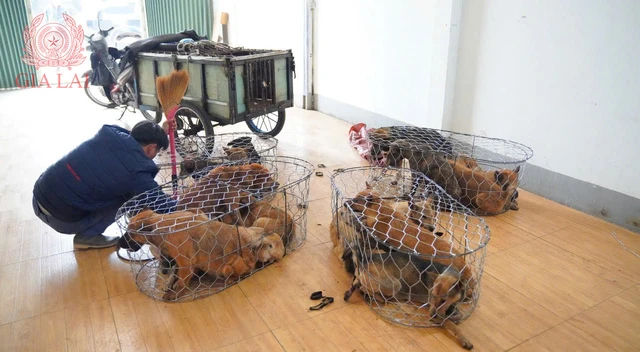 Vietnam police break up dog theft ring accused of stealing about 5,200 animals - Ảnh 1.