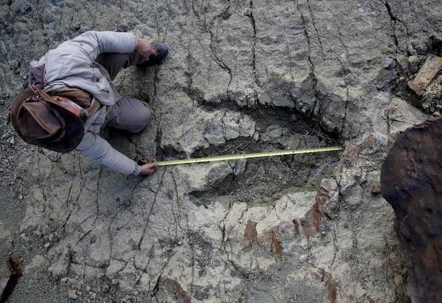 New AI method helps identify which dinosaur made which footprints- Ảnh 1.