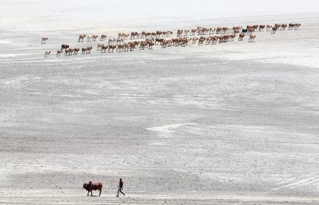 Drought spreads beyond Kenya's arid north, plunging herders into crisis - Ảnh 2.