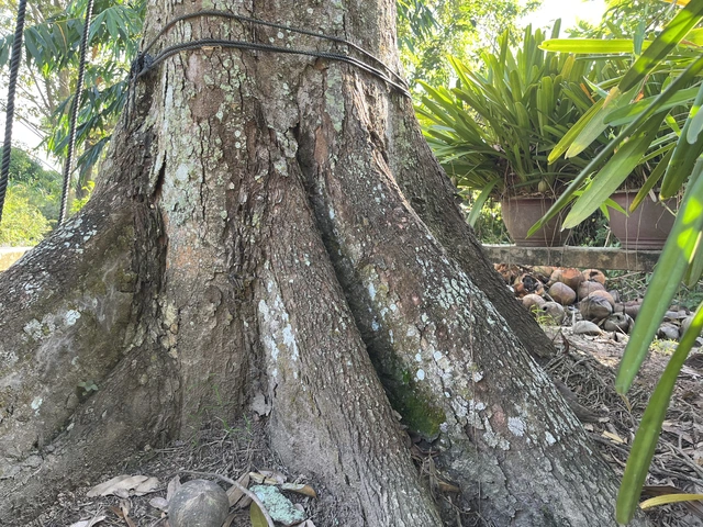 Những "bí ẩn" chưa được giải mã về cây sầu riêng trăm tuổi ở Cần Thơ - Ảnh 4.