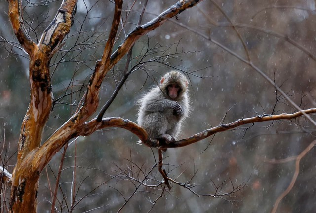 Punch the Japanese snow monkey captures hearts while kin face culls - Ảnh 5.
